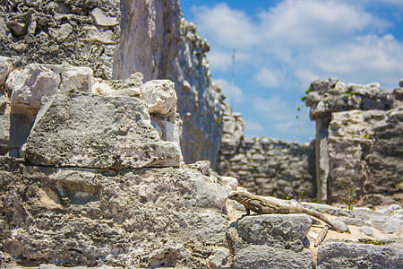 игуана, скали, текстура, влечуги, камъни, Мексико, фауна