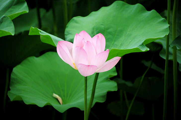 Lotus, floare, iaz, Lotus apă lily, natura, nufăr, plante