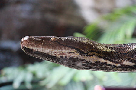 змия, Зоологическа градина, snakehead