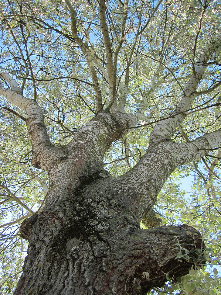 Populus alba, Abele, Álamo prateado, Silverleaf poplar, Choupo branco, Flora, planta