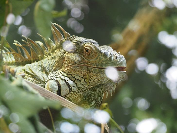 Iguana, reptielen, natuur, hagedis, groen, dier, dieren in het wild