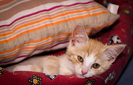 anak kucing, lelah, Selamat malam, tidur, tertutup, bantal, kucing
