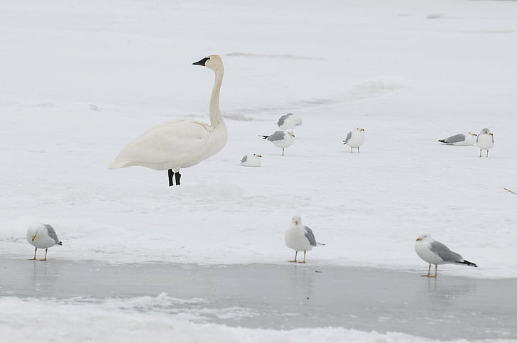 Swan, vinter, snö, kamouflage, fåglar, vilda djur, Ice