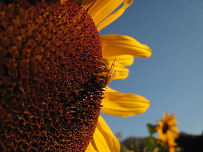 Sun flower, včela, žlutá, Zavřít, květ, Bloom, léto