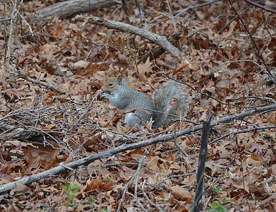 squirrel, gray, animal, tree, cute, fur, rodent