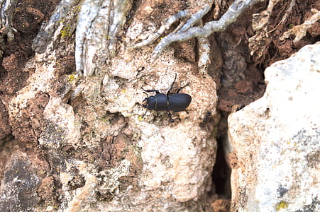 scarab, ants, attack, danger, nature