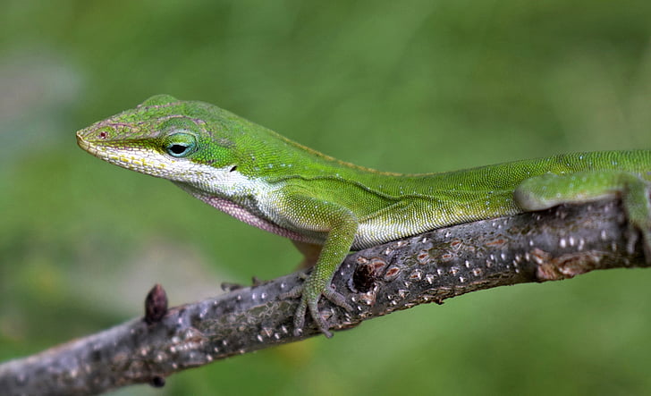 Anolis, Anolis verde, Lagarto, lagarto verde, reptil, camuflaje, verde