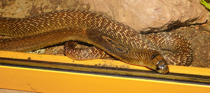 serp, King cobra, bellesa, scheu, serp verinosa, Elapidae, Sud-est asiàtic