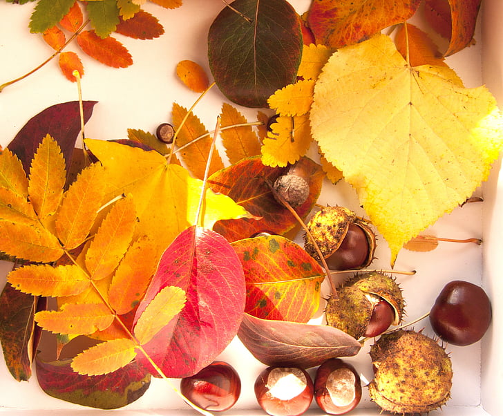 Outono brilhante, castanhas, folhas, amarelo, Outono, folha, variação