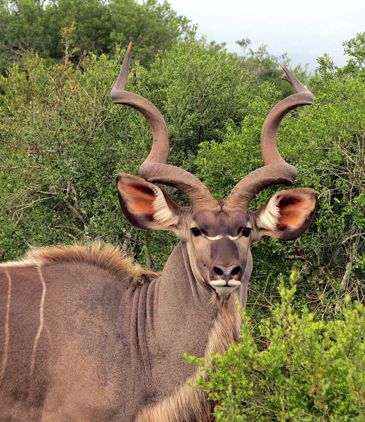 kudu, animal, horns, south africa, safari, nature, mammal