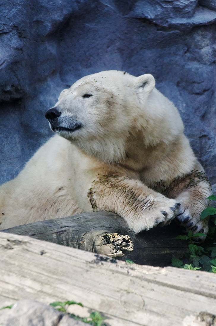 oso polar, Retrato, oso de, resto, piel, sentimientos, suerte