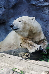 urso polar, retrato, urso, descanso, peles, sentimentos, sorte