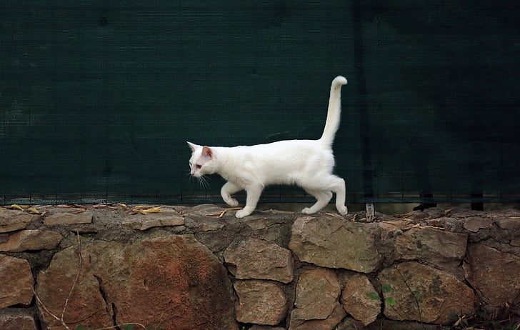 animal, gat, gat blanc