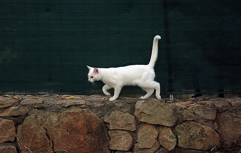 Tier, Katze, weiße Katze