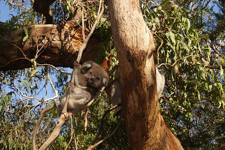 Free photo: koala, australia, koala bear, lazy, rest, animal, nature  conservation | Hippopx