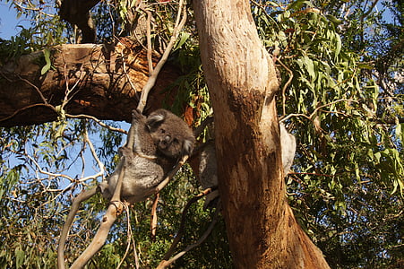 树袋熊, 澳大利亚, 考拉熊, 懒, 休息, 动物, 自然保育