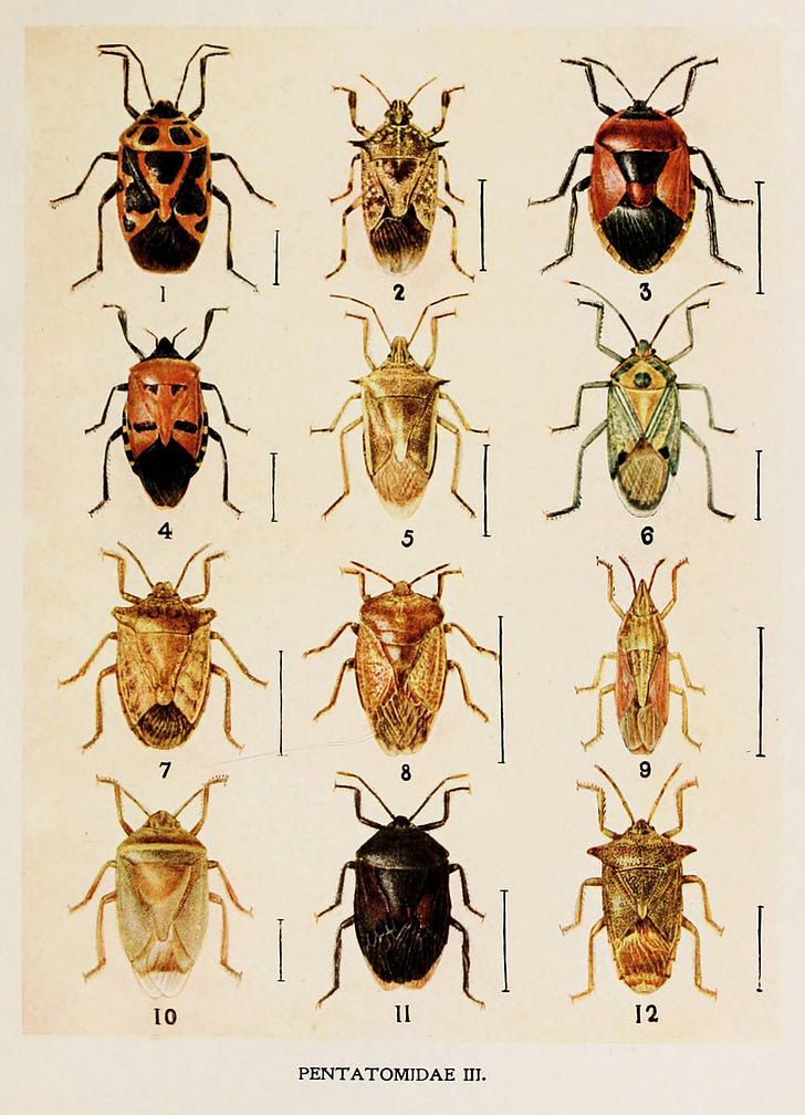 แมลง, ภาพวาด, แฮโรลด์, แมกซ์เวล, lefroy, pentatomidae, หนังสือ