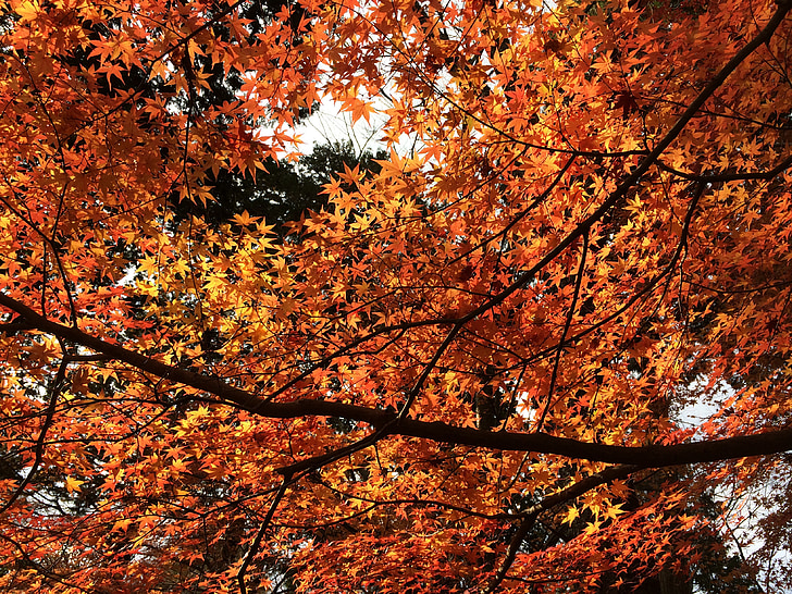 folhas vermelhas, Maple, Outono
