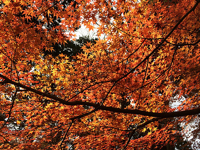 røde blade, ahorn, efterår