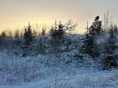 l'hivern, sol, arbres, cobert de neu, neu, natura, branques sense fulles
