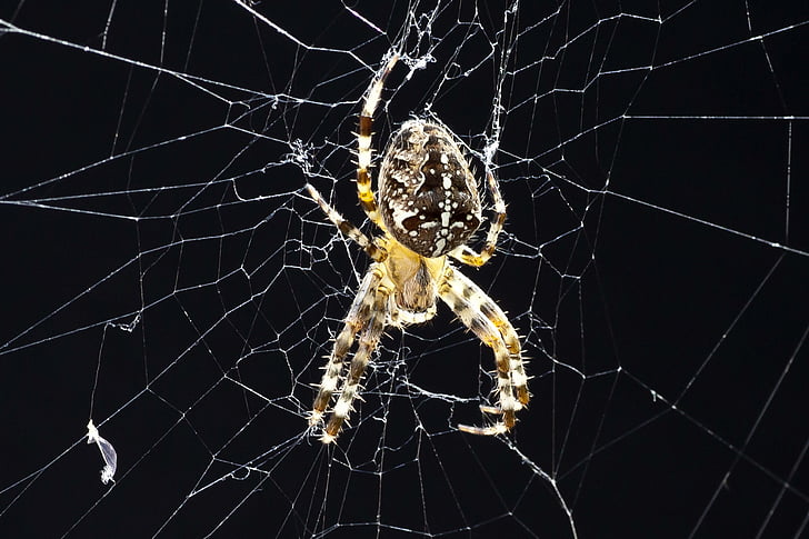 spider, cobweb, close, insect, macro, arachnid, nature