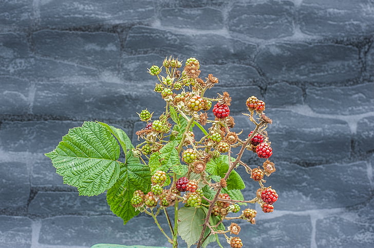 blackberry, fruit, nature, prickly, immature, healthy, red