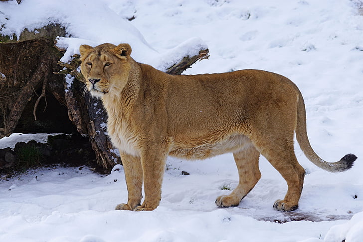 Lion, indienne, femelle, chat, neige, hiver, animaux