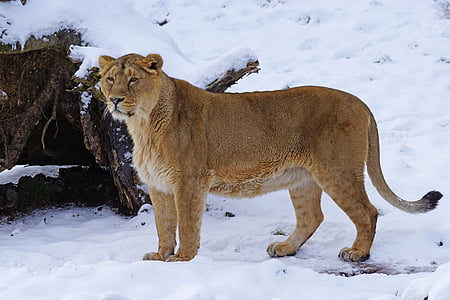 Leão, indiano, fêmea, gato, neve, Inverno, animais