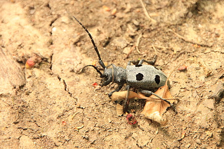 beetle, black, bug, cerambycidae, funereus, horns, morimus