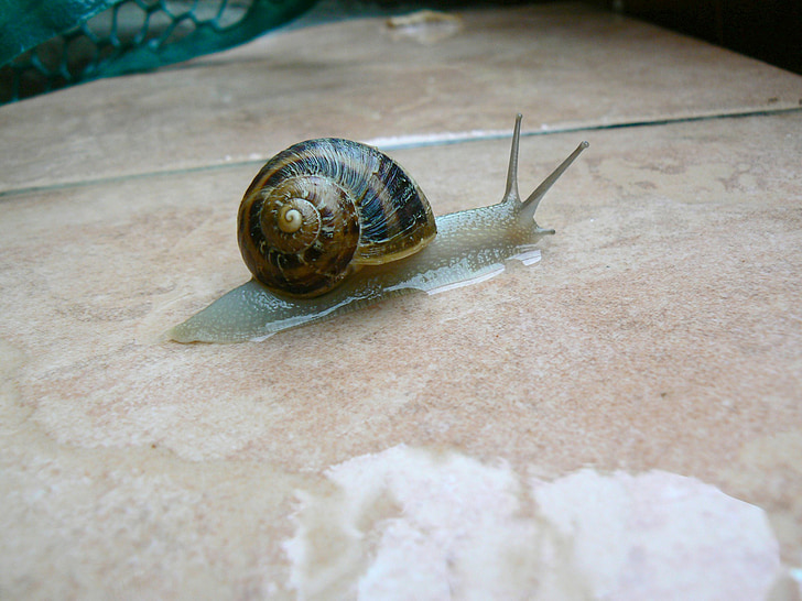 snail, animal, outside, rain, wet, snails