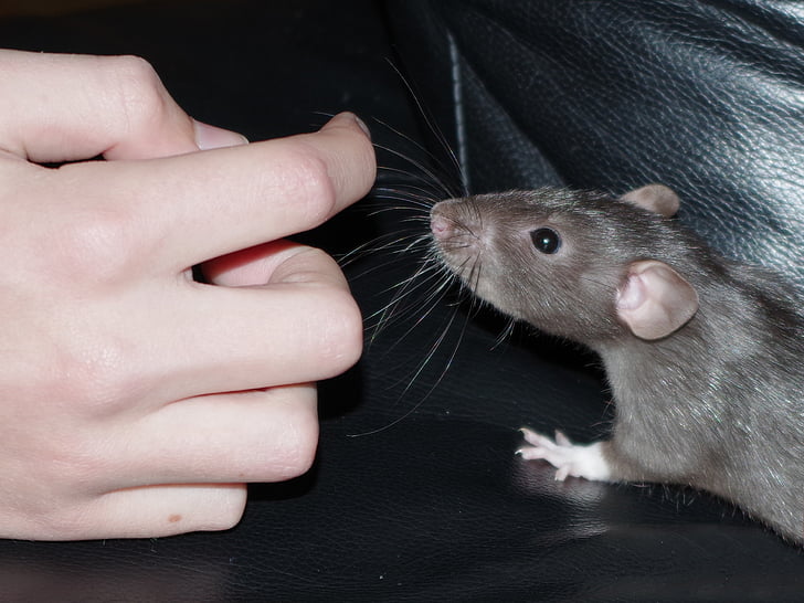 Rat, huisdier, nieuwsgierigheid, knaagdier, binnenlandse, dier, hand