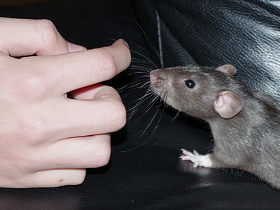 patkány, PET, kíváncsiság, rágcsáló, hazai, állat, kéz