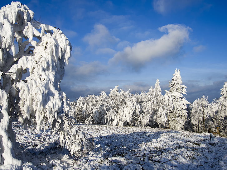 puut, Ice, Frost, maisema, Luonto, Kuura, kypsä