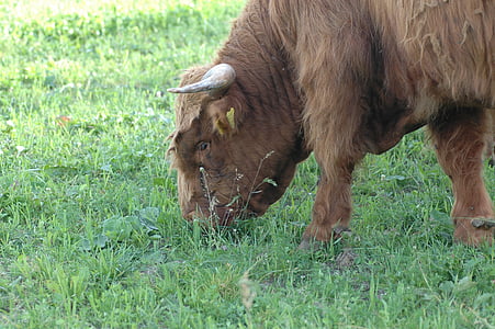 krowa, Wołowina, Bull, Highlands, futro, brązowy, łąka