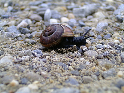 snail, nature, shell, close, slowly, animal, slimy