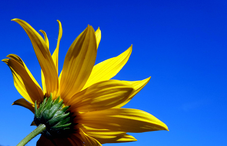 Sky, gul, blomst, sommer, blå himmel, gul blomst, optimistisk