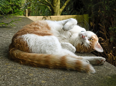 cat, lying, lounge, red and white, animal, domestic Cat, cute