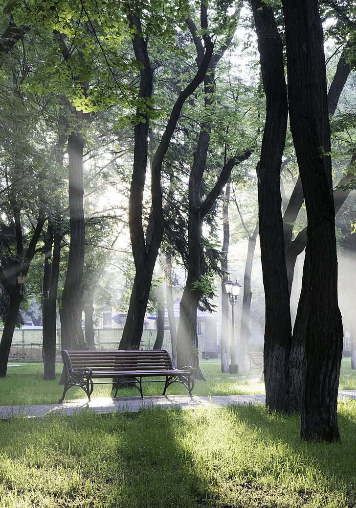 công viên, băng ghế dự bị, cây, mặt trời mọc, ánh sáng mặt trời, để thư giãn, cây