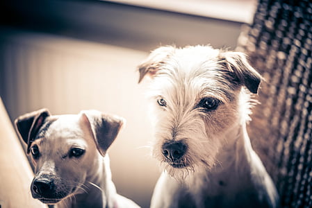 dogs, pets, jack russell terrier, sepia, two, dog, animal