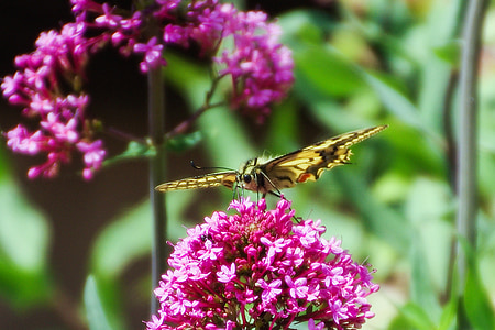 butterfly, butterflies, colors, moth, insects, flowers, buddleja