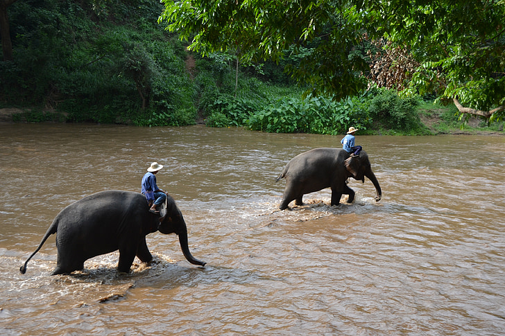 tábor slony, slon, Thajsko, opatrovateľ slon, zvieratá, opatrovateľ, Jungle