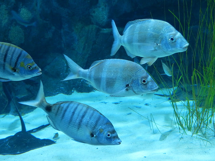 riba, akvarij, plivati, meeresbewohner, plava, siva, pod vodom
