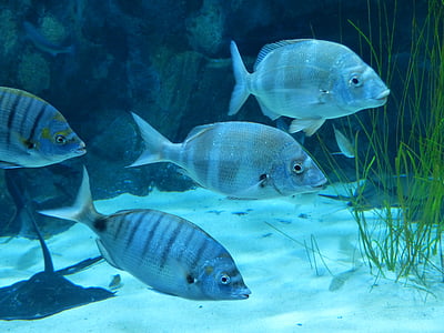Fisch, Aquarium, Schwimmen, Meeresbewohner, Blau, grau, Unterwasser