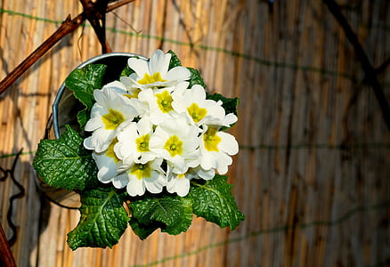 Esikko, kevään, kukat, Primrose, kasvi, valkoinen, kukka