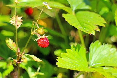 forest, strawberry, fragaria vesca, food, nature, berry, fruit