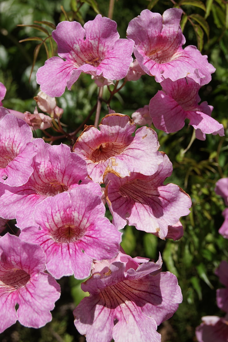 Mallow, roślina, fioletowy, Mallorca, Natura, kwiat, kolor różowy