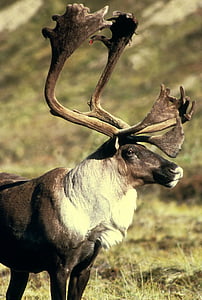 zviera, Elk, sobov, Caribou, jeleňov, zvieratá, Fauna