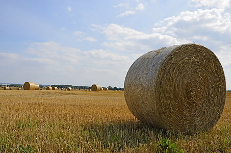 field, harvest, round bales, arable, field crops, summer, sun