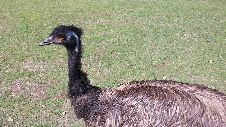 EMU, Zoo, PM, Utomhus, djur, stadens nya, fåglar