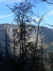Príroda, Mountain, Príroda, Pešia turistika, Forest, Švajčiarsko